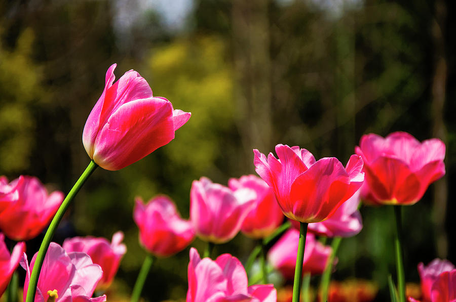 Tuilps flower Photograph by Carl Ning - Fine Art America