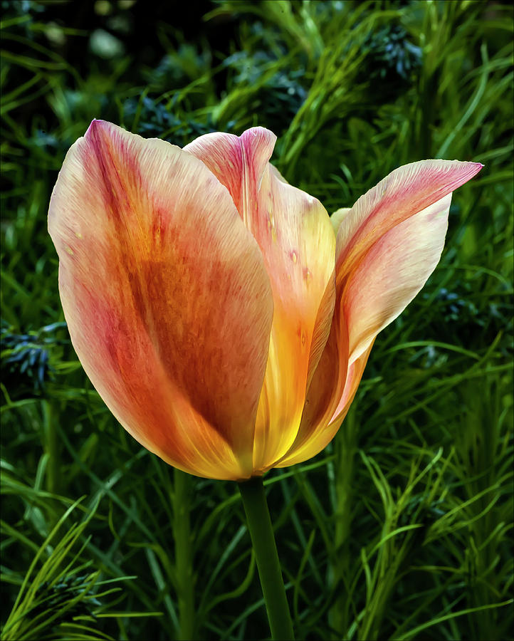 Tulip #53 Photograph by Robert Ullmann