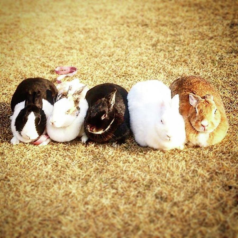 Rabbit Photograph - Instagram Photo #531493185440 by Happy Rabbit Jp