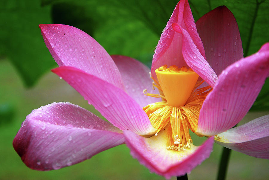 Blossoming lotus flower closeup #54 Photograph by Carl Ning