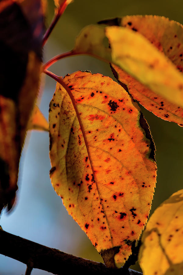 Fall Leaves #54 Photograph by Robert Ullmann