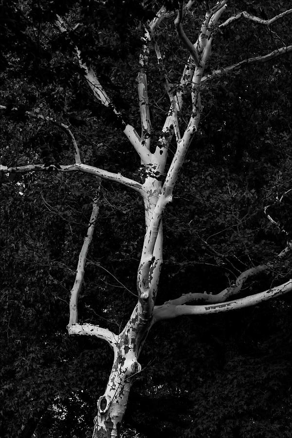 Fall Trees #54 Photograph by Robert Ullmann