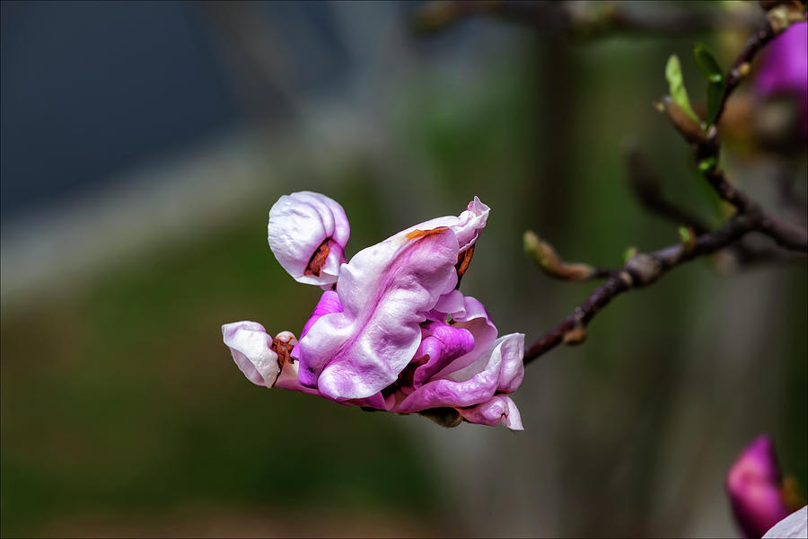 Magnolia Blossom #54 Photograph by Robert Ullmann