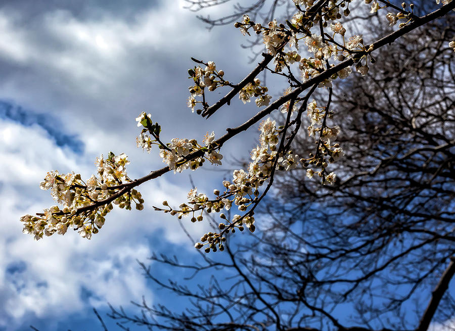 Spring Flowers #54 Photograph by Robert Ullmann