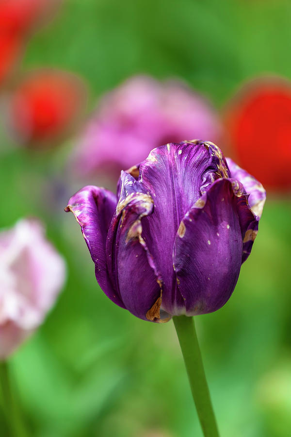 Tulip #54 Photograph by Robert Ullmann