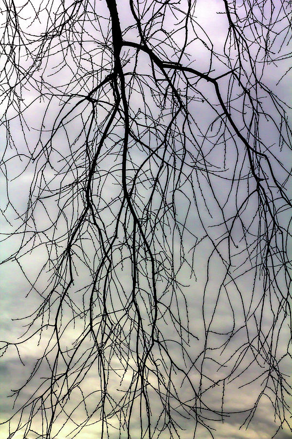 Winter Trees and Clouds #54 Photograph by Robert Ullmann