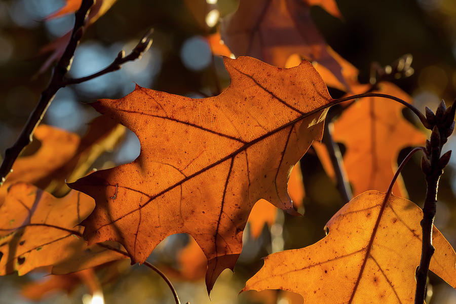 Fall Leaves #55 Photograph by Robert Ullmann