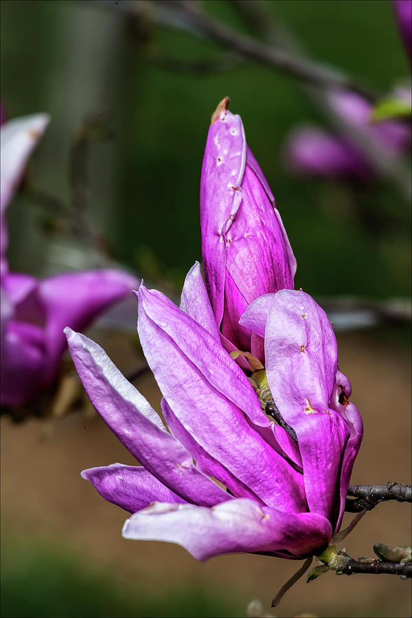 Magnolia Blossom #55 Photograph by Robert Ullmann