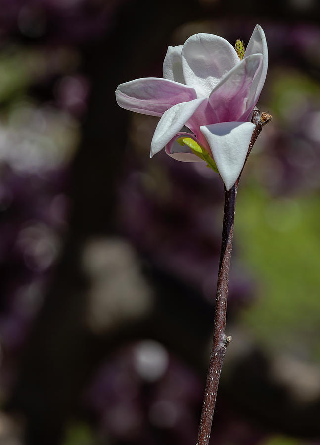 Magnolia Photograph