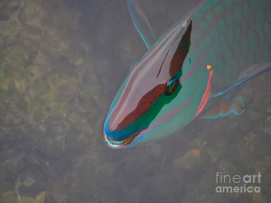 55- Parrot Fish Photograph by Joseph Keane