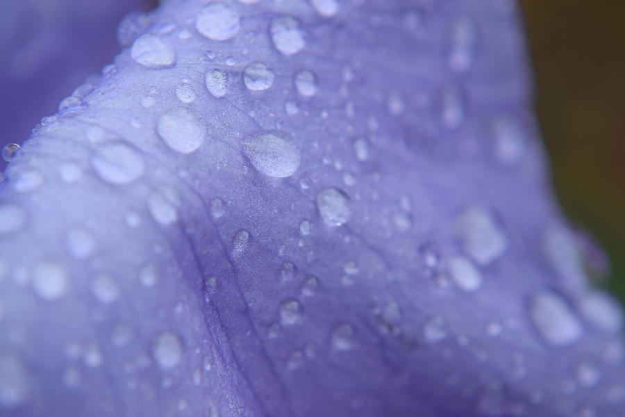 Purple Iris #55 Photograph by Curtis Krusie