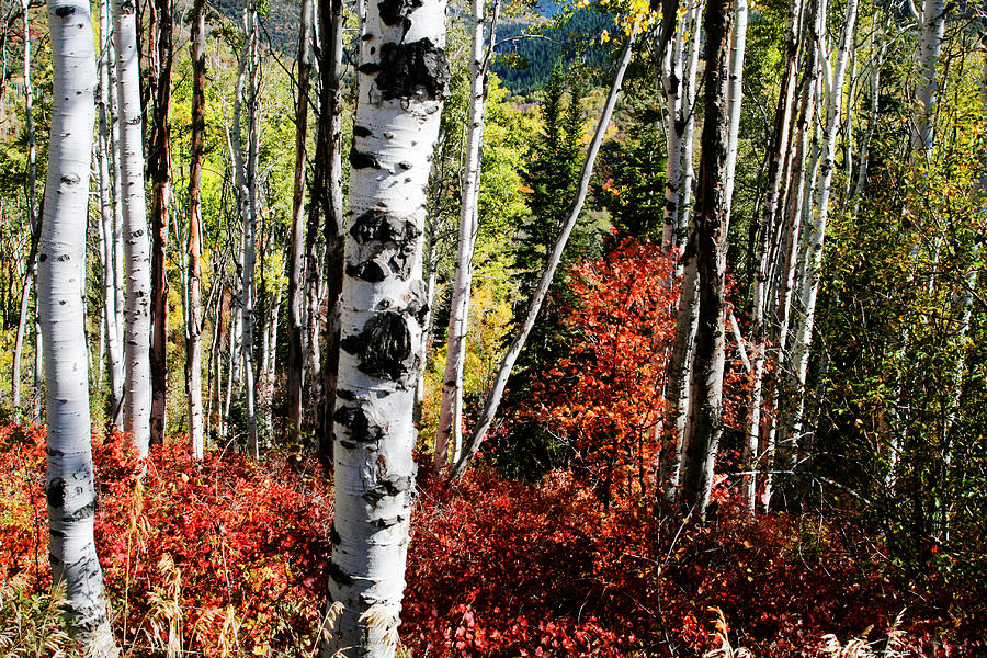 Rocky Mountain Fall #55 Photograph by Mark Smith