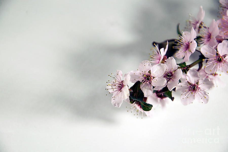 Flower Photograph - Tree Blossoms #55 by Elvira Ladocki
