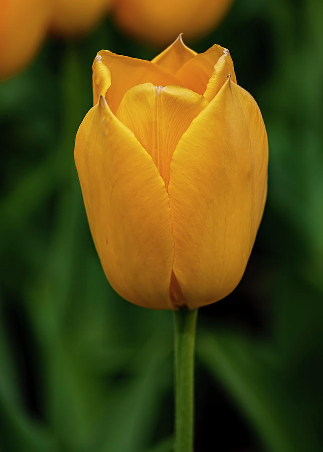 Tulip #55 Photograph by Robert Ullmann