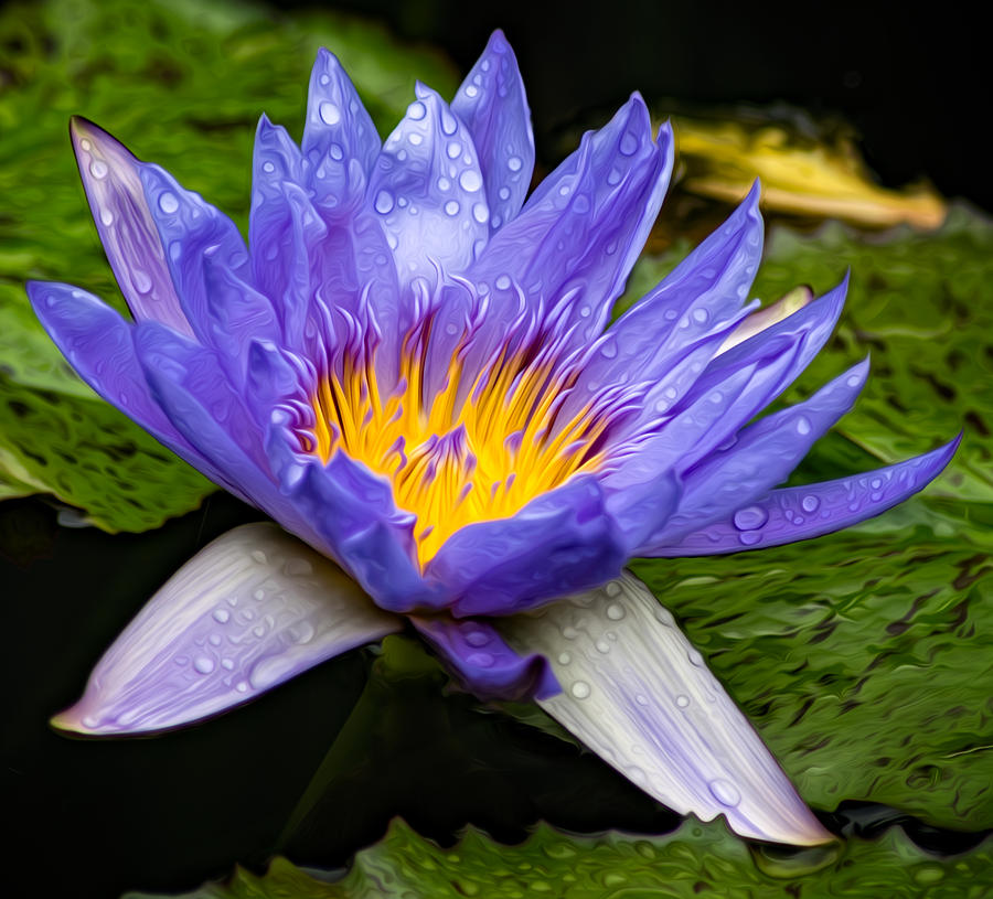 Water Lily Photograph by Bob Nardi - Fine Art America