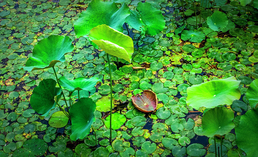 5599- Lily Pads Photograph
