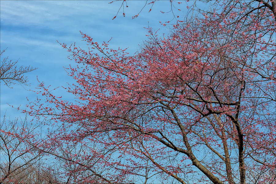 Cherry Trees #56 Photograph by Robert Ullmann