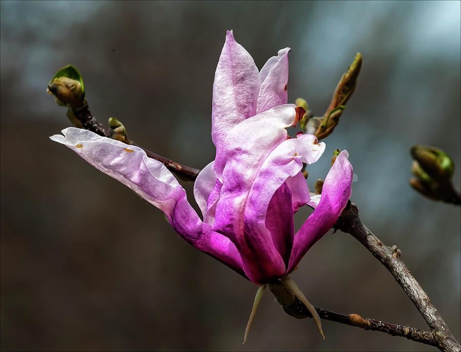 Magnolia Blossom #56 Photograph by Robert Ullmann
