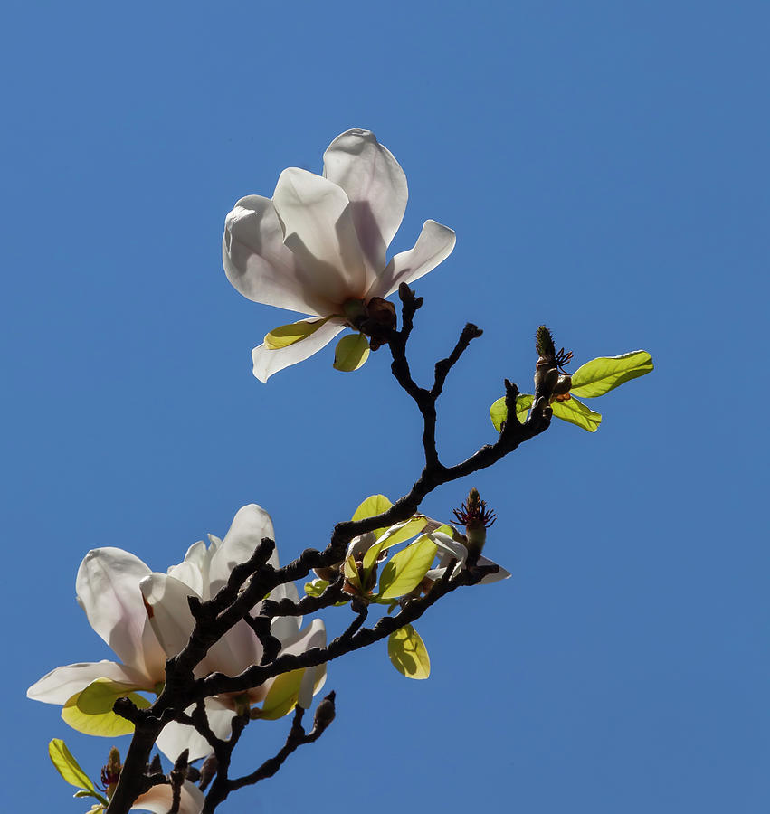 Magnolia #56 Photograph by Robert Ullmann