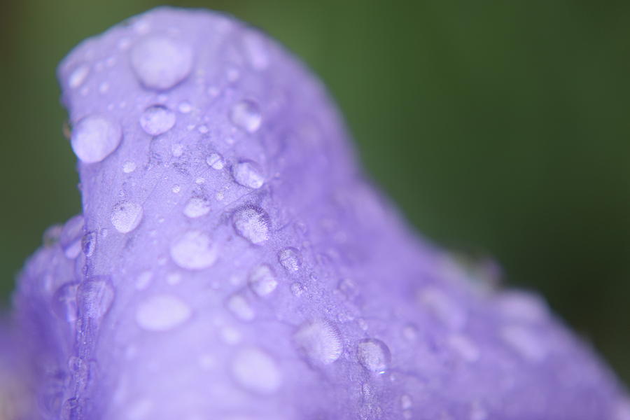 Purple Iris #56 Photograph by Curtis Krusie