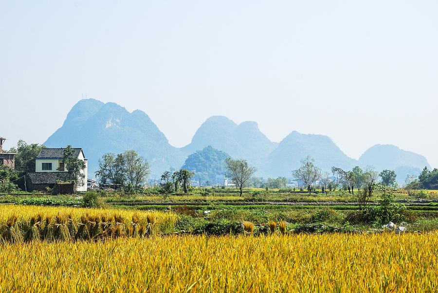 Rice fields scenery in autumn #56 Photograph by Carl Ning