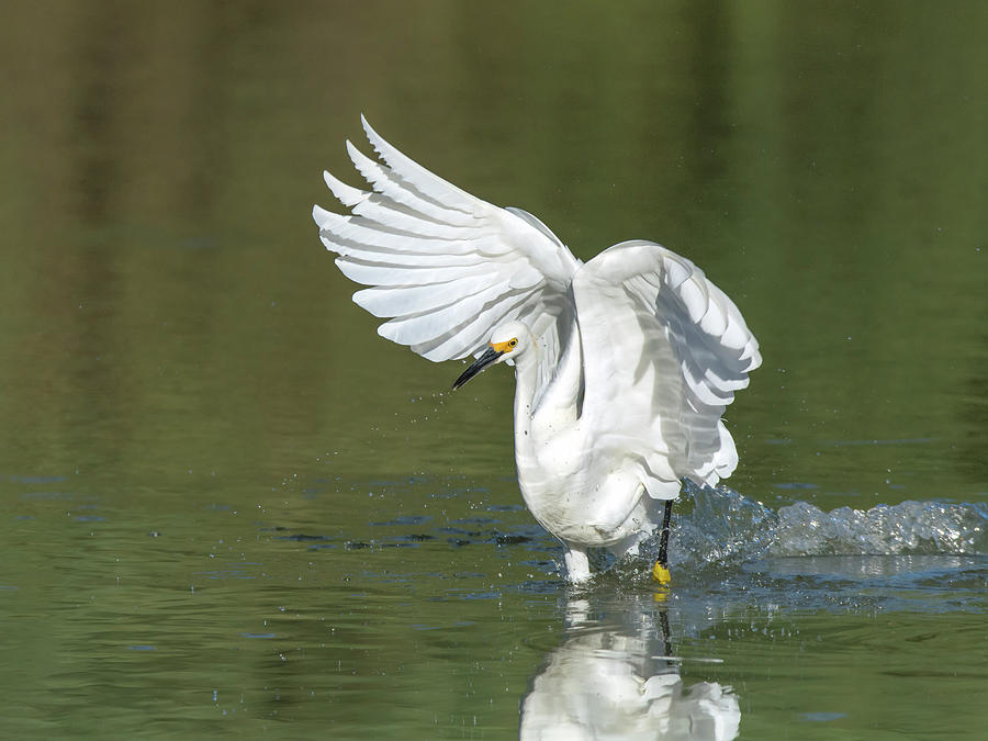 Snowy Egret #56 Photograph by Tam Ryan