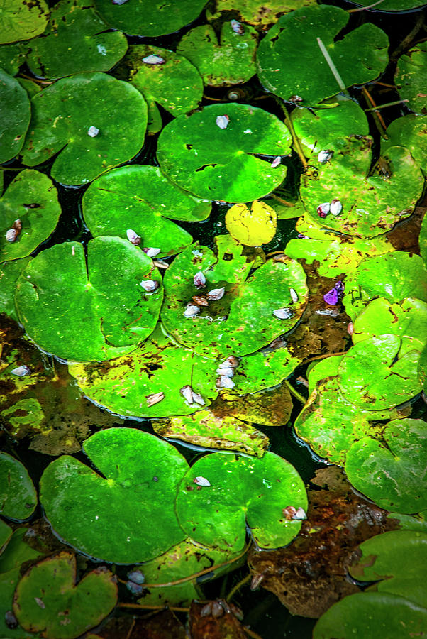 5605- Lily Pads Photograph