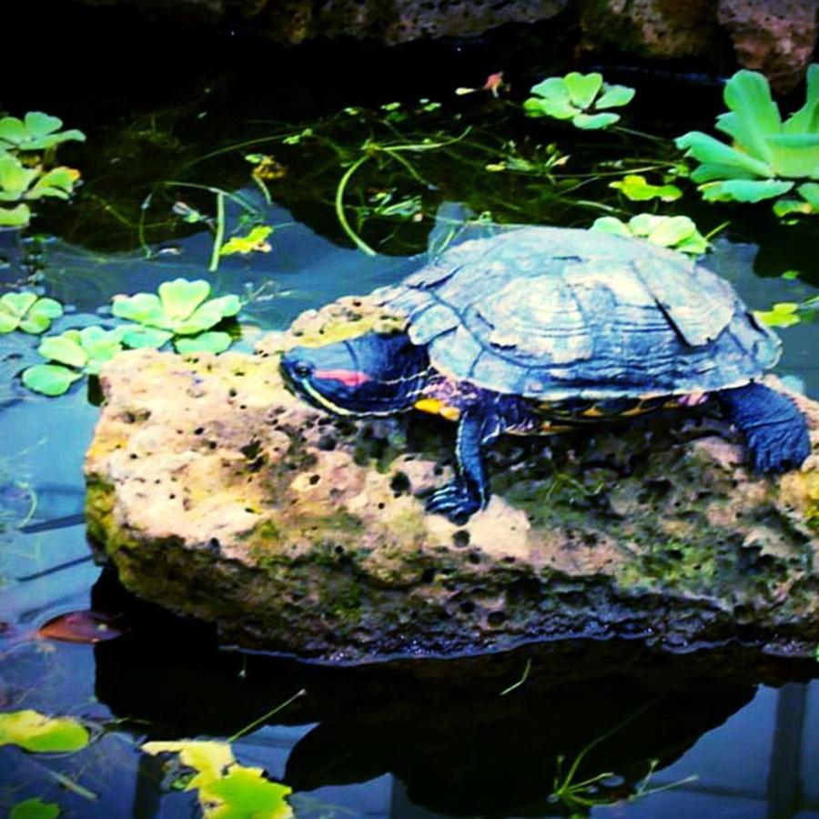 Turtle Photograph - Time taking by C Oeur