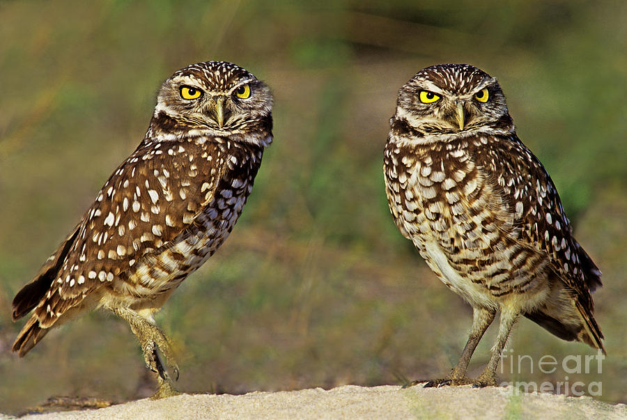 563977016 Burrowing Owls Athene Cunicularia Wild Florida Photograph by Dave Welling
