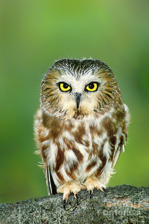Northern Saw-whet Owl Aegolius Acadicus Wildlife Rescue #1 Photograph by Dave Welling
