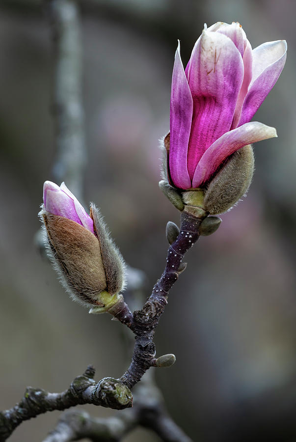 Magnolia Blossom #57 Photograph by Robert Ullmann