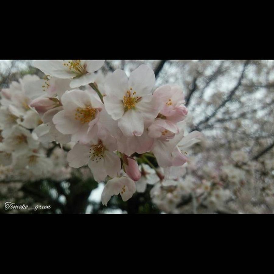 Flower Photograph - Instagram Photo #571459688905 by Tomoko Takigawa