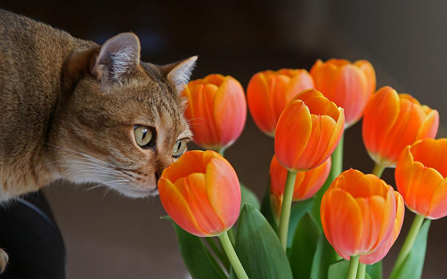 Tulip Digital Art - Cat #58 by Maye Loeser