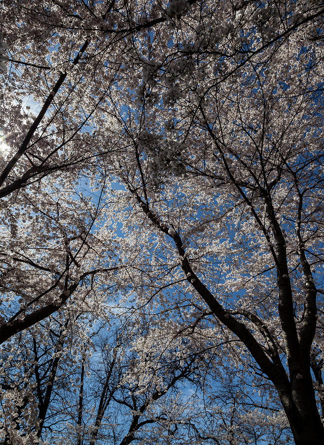 Cherry Trees #58 Photograph by Robert Ullmann