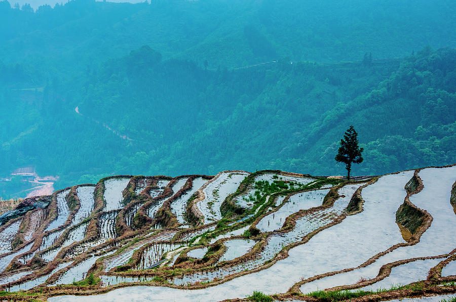 Longji terraced fields scenery #58 Photograph by Carl Ning