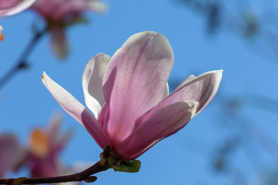 Magnolia Blossom #58 Photograph by Robert Ullmann