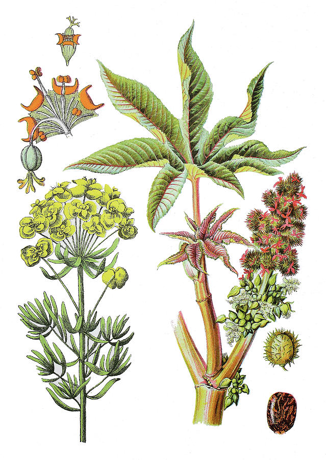 Various Medicinal Plants Drawing by Bildagentur-online