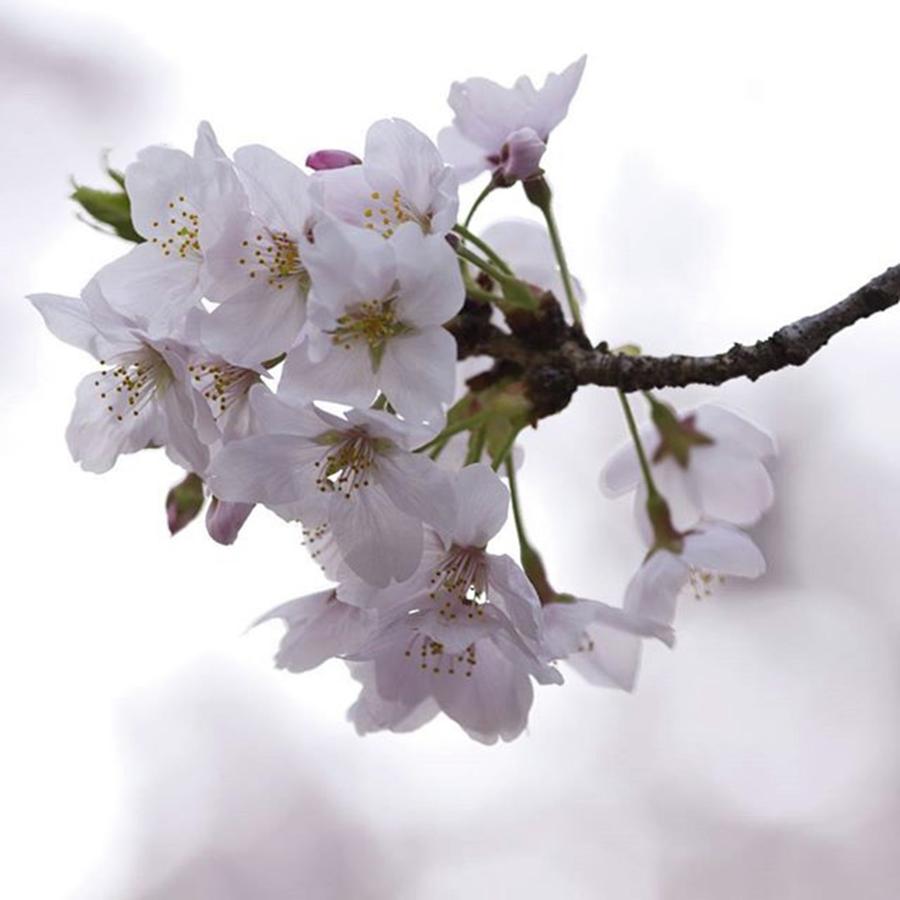 Spring Photograph - Instagram Photo #581473684881 by Kujira Nijino