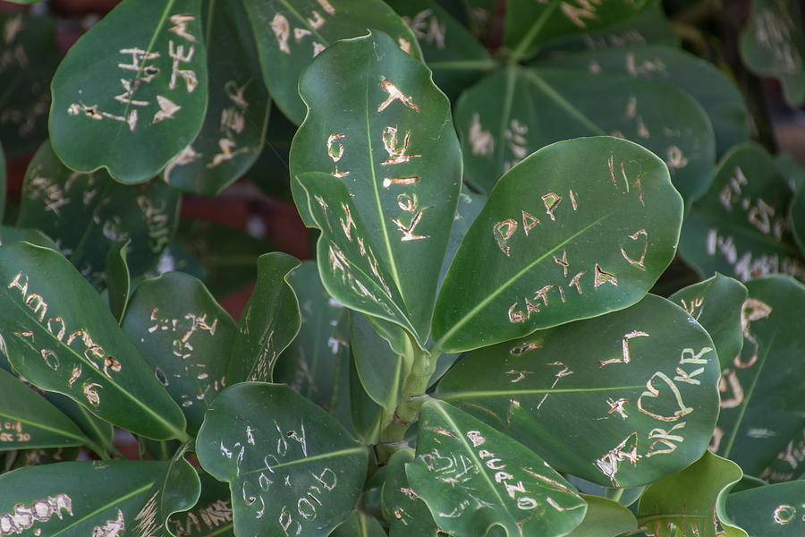 autograph tree autograph tree