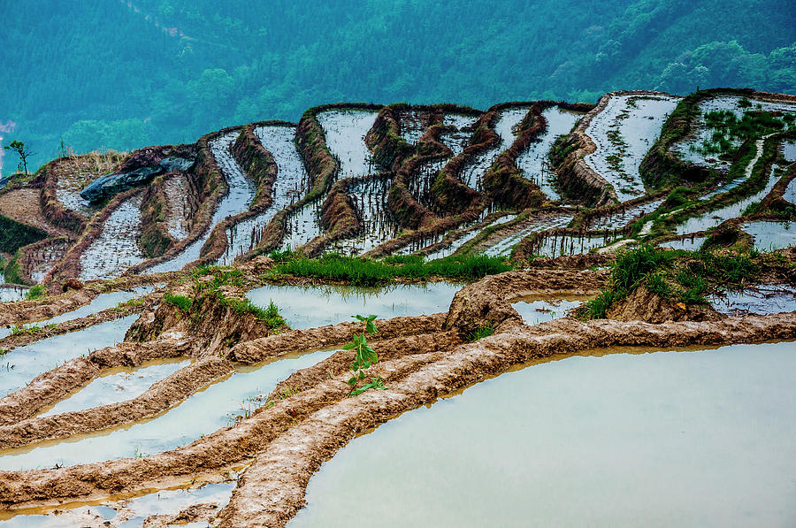 Longji terraced fields scenery #59 Photograph by Carl Ning