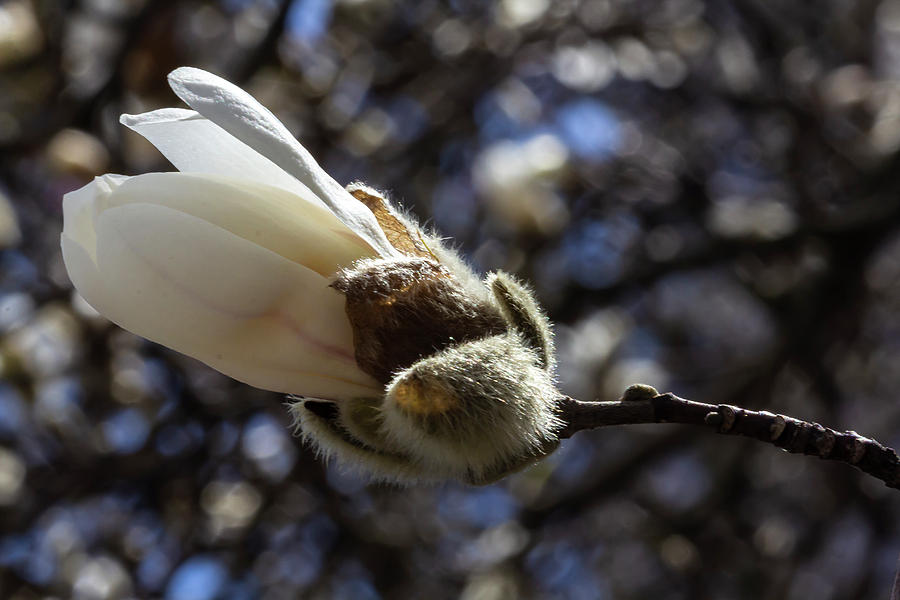 Magnolia Blossom #59 Photograph by Robert Ullmann