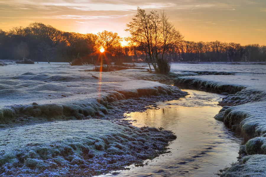 New Forest - England Photograph by Joana Kruse - Pixels