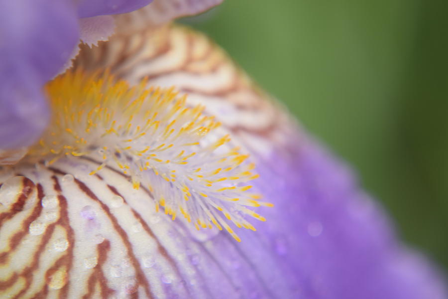 Purple Iris #59 Photograph by Curtis Krusie