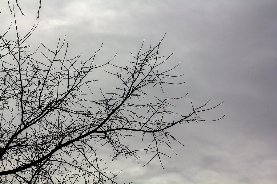 Winter Trees and Clouds #59 Photograph by Robert Ullmann