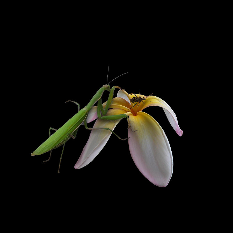 Insects Photograph - 591 by Peter Holme III