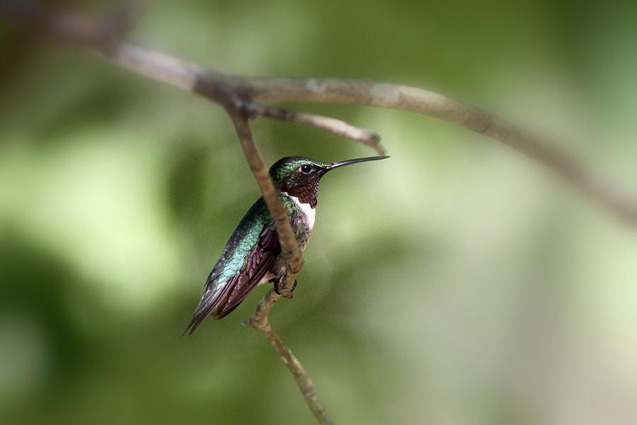 Hummingbird Photograph - 5980-001 - Hummingbird - FB by Travis Truelove