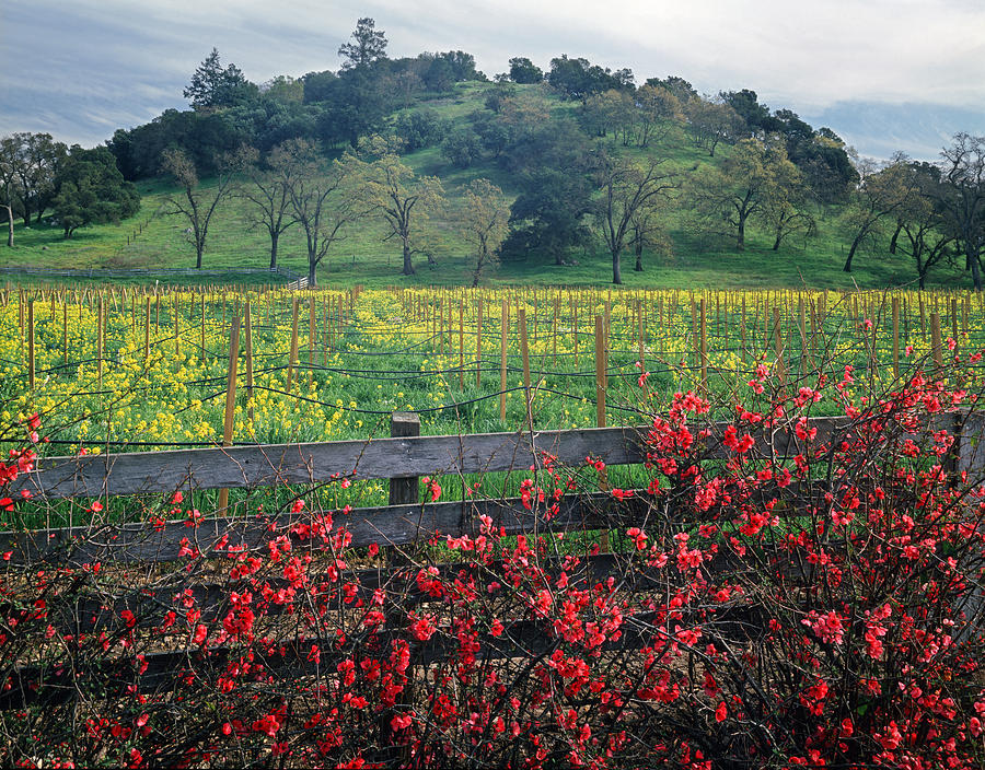 5B6301 Vineyards of Color Photograph by Ed Cooper Photography