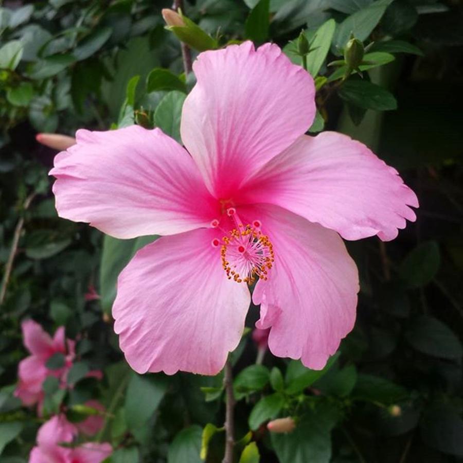 Dh Photograph - #5flowersinmompiche Hibiscus Again But by Dante Harker