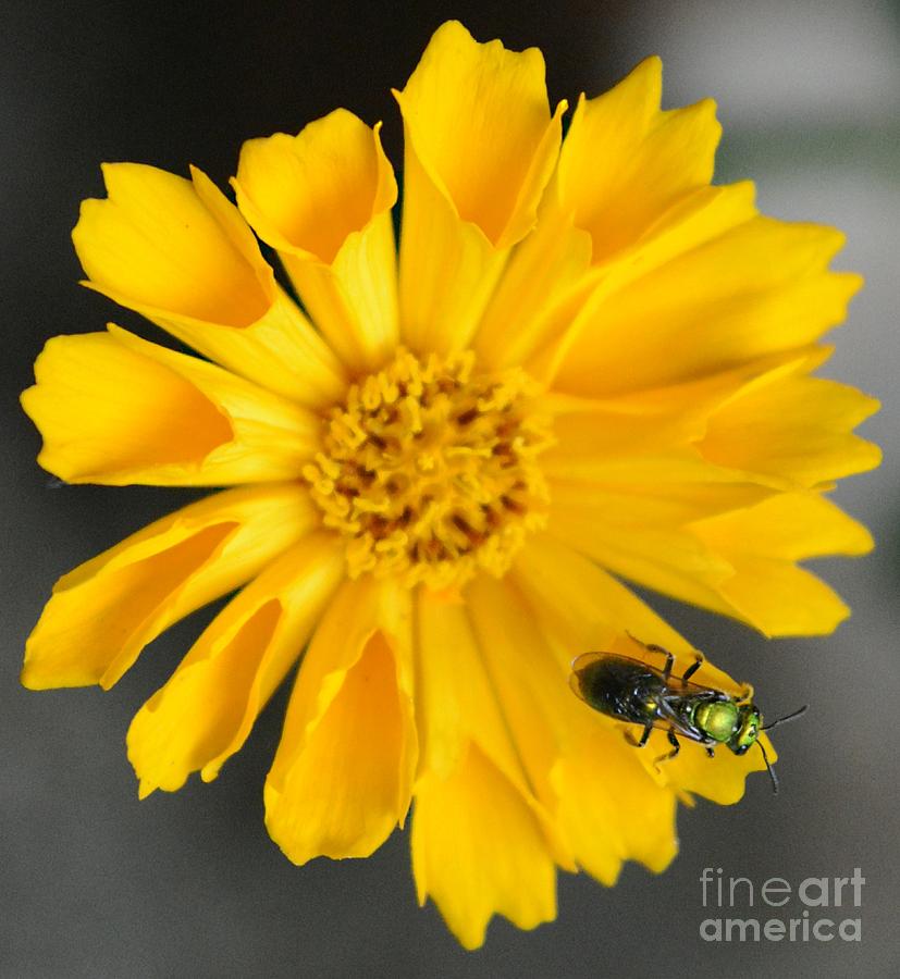 5pm Sweat Bee Photograph by Dani McEvoy