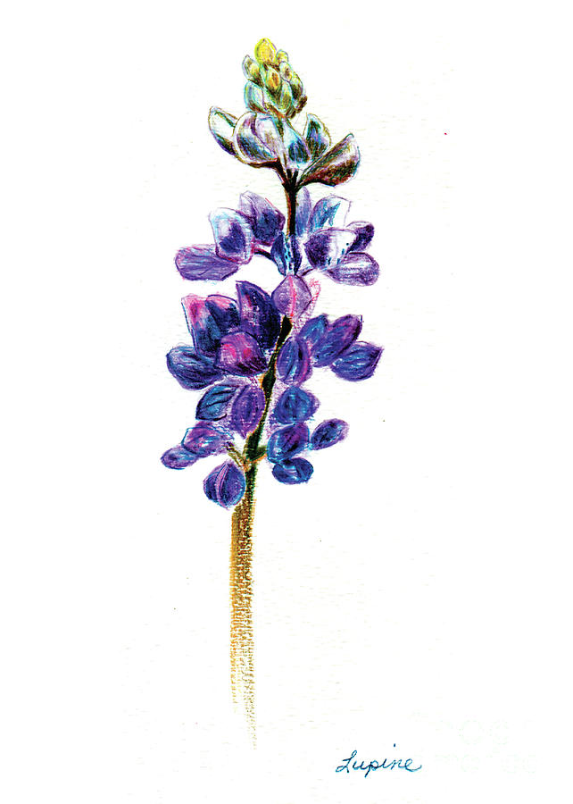 5x7auto Lupine Drawing by Shelley Myers
